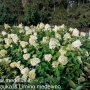 Hortenzija šluotelinė (Hydrangea paniculata) 'Polar Bear'